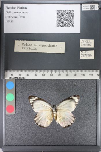 Media type: image;   Entomology 128320